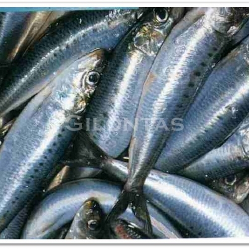 USA Sardines