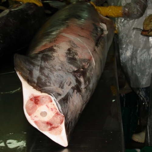生鮮劍旗魚