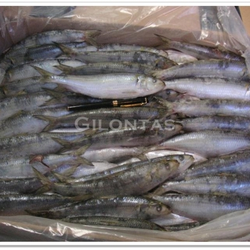 China Sardines